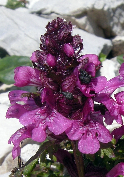 Pedicularis verticillata